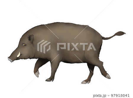 歩くイノシシの全身シルエット 97918041