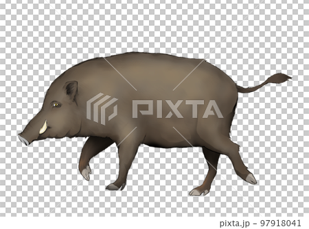 歩くイノシシの全身シルエット 97918041