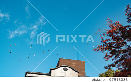 紅葉と羽ばたく鳥 紅葉と羽ばたく鳥 97918088