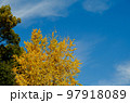 青空とイチョウ 97918089