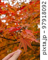 美しい紅葉を持つ 97918092