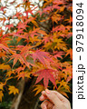 美しい紅葉を持つ 97918094