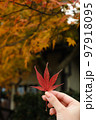 美しい紅葉を持つ 97918095