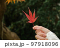 美しい紅葉を持つ 97918096