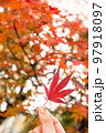 美しい紅葉を持つ 97918097