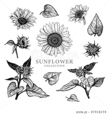 Sunflower Vector Set Hand Drawn Sunflowers Stock Vector (Royalty Free)  253808950 | Shutterstock