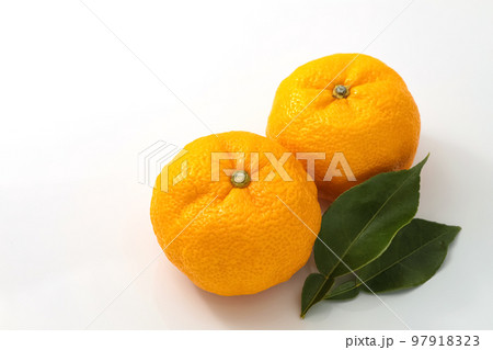 白バックで葉を添えたゆず 白バックで葉を添えたゆず 97918323