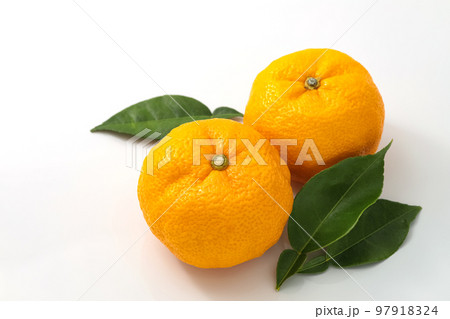 白バックで葉を添えたゆず 97918324
