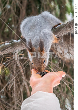 Girl feeds a squirrel with nuts at winter. Caring for animals in winter or autumn. Girl feeds a squirrel with nuts at winter. Caring for animals in winter or autumn. 97919437
