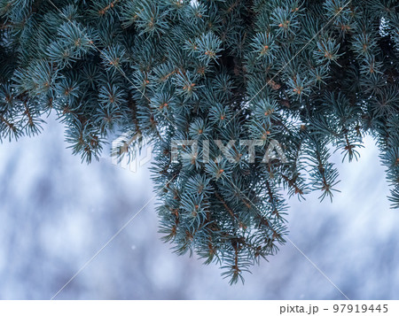 Branches of blue spruce with needles in the sunset light. The blue spruce, Colorado spruce, or Colorado blue spruce, with the Latin name Picea pungens. Branches of blue spruce with needles in the sunset light. The blue spruce, Colorado spruce, or Colorado blue spruce, with the Latin name Picea pungens. 97919445