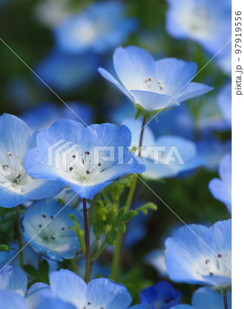 ネモフィラ（Nemophila） 97919556