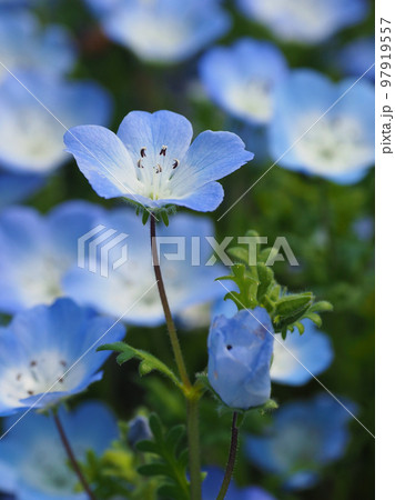 ネモフィラ（Nemophila） 97919557