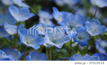 ネモフィラ（Nemophila） 97919558
