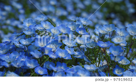 ネモフィラ（Nemophila） 97919602