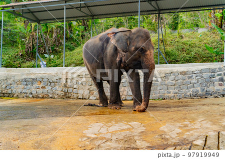 Asian elephant in captivity. Asian elephant in captivity. 97919949