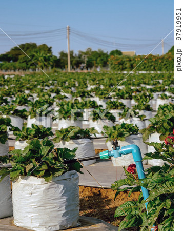 Valves drip irrigation system in organic strawberry farm. Watering plants system in garden. Sprinkler watering valve for watering young strawberry tree to freshness and growth. Agriculture Technology. 97919951