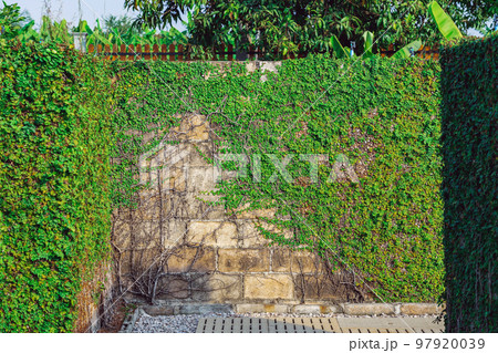Climbing fig or Creeping fig (Ficus Pumila) the ivy plants are creeping up on concrete wall in garden. Pumila is ivy planted on wall to create natural atmosphere. Beautiful Ficus pumila texture wall. Climbing fig or Creeping fig (Ficus Pumila) the ivy plants are creeping up on concrete wall in garden. Pumila is ivy planted on wall to create natural atmosphere. Beautiful Ficus pumila texture wall. 97920039
