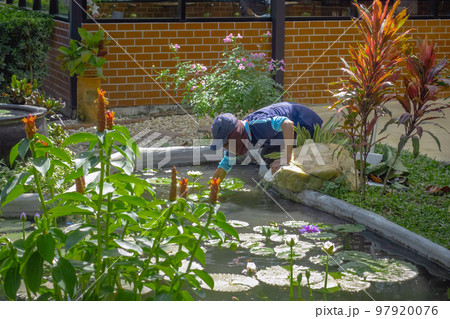 Asian man wear cap cleaning garden pond from green algae. Male janitor checking and maintaining the garden pond before rainy season. Gardener man worker cleaning water pond pool from leaves in garden. Asian man wear cap cleaning garden pond from green algae. Male janitor checking and maintaining the garden pond before rainy season. Gardener man worker cleaning water pond pool from leaves in garden. 97920076