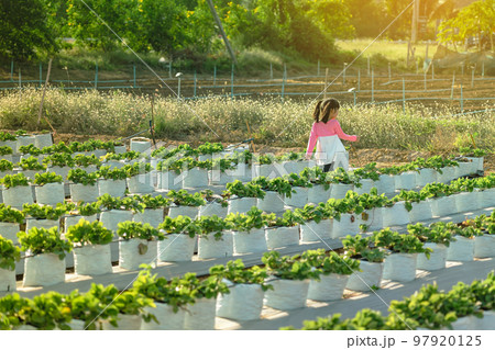 Happiness young girl having fun and cheerful in the organic strawberry farm on warm sunny day. New generation with agriculture. Kid on strawberry plantation field. Outdoor summer fun in countryside. Happiness young girl having fun and cheerful in the organic strawberry farm on warm sunny day. New generation with agriculture. Kid on strawberry plantation field. Outdoor summer fun in countryside. 97920125
