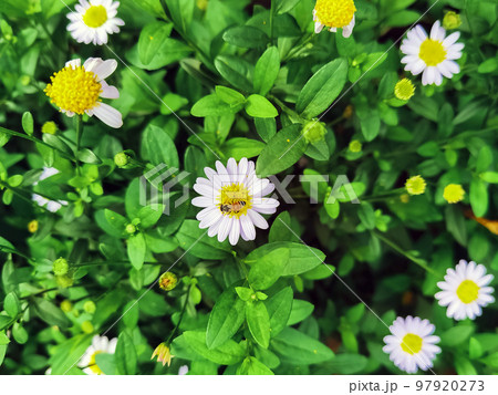 Honey Bee on daisy flowers in meadow. Insect sits on white flower of common daisy. Bee picking pollen chamomile flower. Bee eating and collects nectar for spring time on white flowering chamomile. 97920273