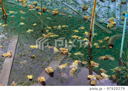 Frogs farm for agriculture at house. Cultivation of frogs with water spray and splash in soil ponds. Many frogs raised in ponds and natural farms. Aquaculture of commercial amphibians. Selective focus Frogs farm for agriculture at house. Cultivation of frogs with water spray and splash in soil ponds. Many frogs raised in ponds and natural farms. Aquaculture of commercial amphibians. Selective focus 97920279