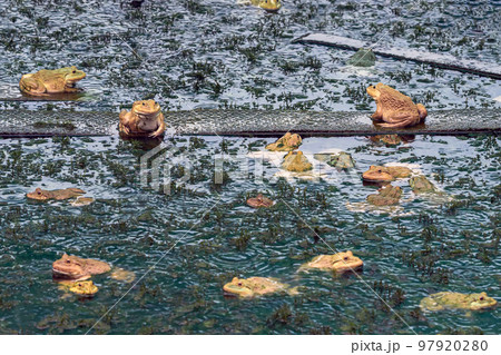 Frogs farm for agriculture at house. Cultivation of frogs with water spray and splash in soil ponds. Many frogs raised in ponds and natural farms. Aquaculture of commercial amphibians. Selective focus Frogs farm for agriculture at house. Cultivation of frogs with water spray and splash in soil ponds. Many frogs raised in ponds and natural farms. Aquaculture of commercial amphibians. Selective focus 97920280