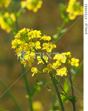 春のイメージ(菜の花：canola flower) 97920682