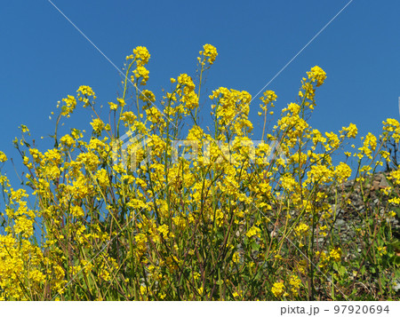 春のイメージ(菜の花：canola flower) 97920694