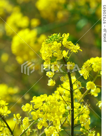 春のイメージ(菜の花：canola flower) 97920695