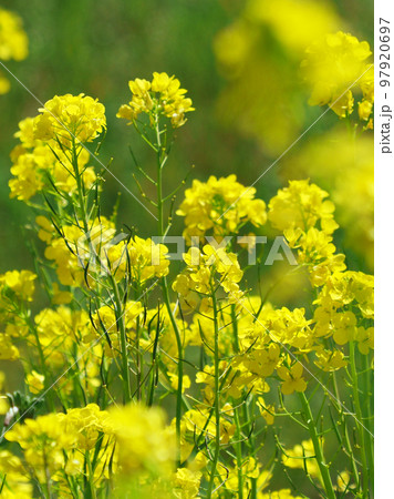春のイメージ(菜の花:canola flower) 春のイメージ(菜の花:canola flower) 97920697