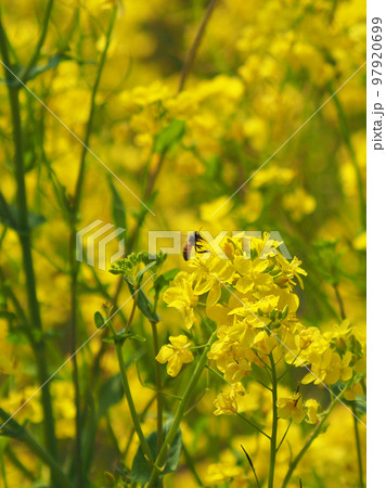 春のイメージ(菜の花:canola flower) 春のイメージ(菜の花:canola flower) 97920699
