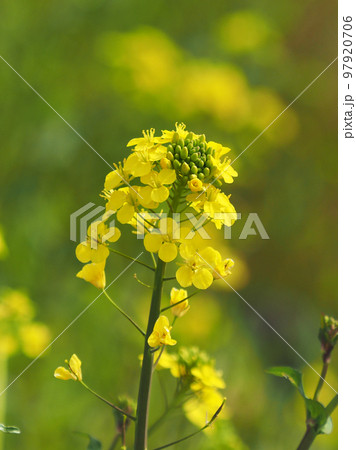 春のイメージ(菜の花：canola flower) 97920706