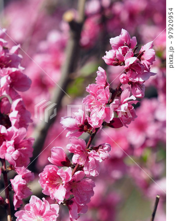 春イメージ(ハナモモ:Hana peach) 春イメージ(ハナモモ:Hana peach) 97920954