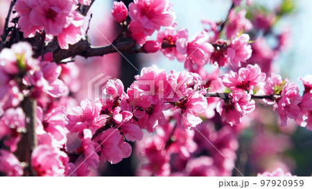 春イメージ(ハナモモ:Hana peach) 春イメージ(ハナモモ:Hana peach) 97920959