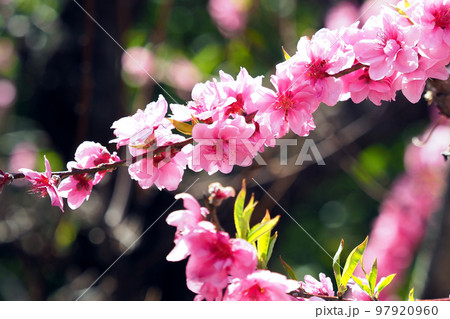 春イメージ(ハナモモ:Hana peach) 春イメージ(ハナモモ:Hana peach) 97920960