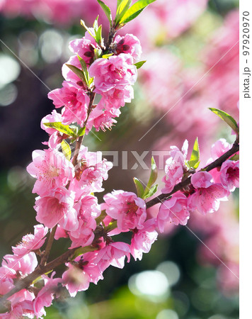 春イメージ(ハナモモ:Hana peach) 春イメージ(ハナモモ:Hana peach) 97920970