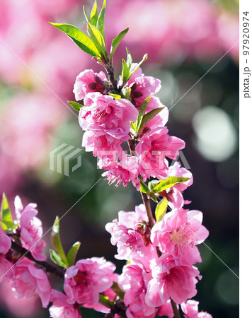 春イメージ(ハナモモ:Hana peach) 春イメージ(ハナモモ:Hana peach) 97920974