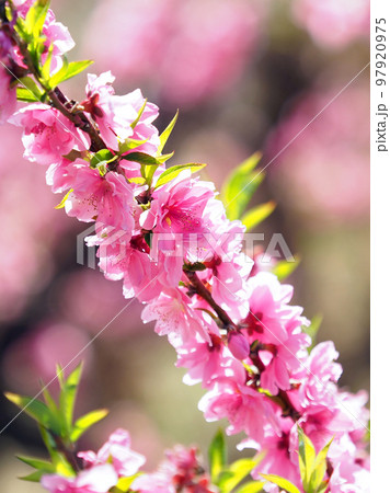 春イメージ(ハナモモ:Hana peach) 春イメージ(ハナモモ:Hana peach) 97920975