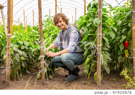 Cheerful vegetable grower working in the greenhouse 97920978