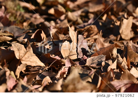 冬のイメージ(落葉:winter image/fallen leaves) 冬のイメージ(落葉:winter image/fallen leaves) 97921062
