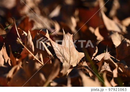 冬のイメージ(落葉：winter image/fallen leaves) 97921063