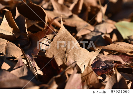 冬のイメージ(落葉:winter image/fallen leaves) 冬のイメージ(落葉:winter image/fallen leaves) 97921066