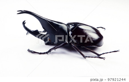 Black rhino beetle isolated on white. Xylotrupes gideon macro close up, dynastes, dynastidae, rhinoceros, collection beetles, insect Black rhino beetle isolated on white. Xylotrupes gideon macro close up, dynastes, dynastidae, rhinoceros, collection beetles, insect 97921244