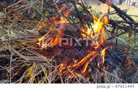 Bonfire or fire, burning branches of a tree and dry grass 97921445