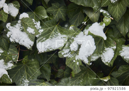 Green leaves covered with snow. Snow on green foliage. First winter snow. 97921586