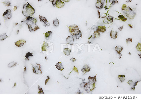 Autumn Leaves with snow in the forest. Autumn Leaves with snow in the forest. 97921587