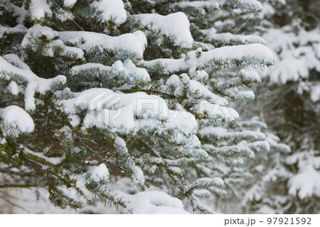 Pine branches in the forest under the snow. Freshly fallen snow in winter. 97921592