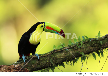 Keel-billed Toucan, Ramphastos sulfuratus, bird with big bill. Toucan sitting on branch in the forest. Keel-billed Toucan, Ramphastos sulfuratus, bird with big bill. Toucan sitting on branch in the forest. 97922316