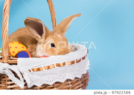 Charming light rabbit in a wicker basket. A nice photo for a calendar or an Easter card on a blue background copy space for banner. Religion symbol. Charming light rabbit in a wicker basket. A nice photo for a calendar or an Easter card on a blue background copy space for banner. Religion symbol. 97922566