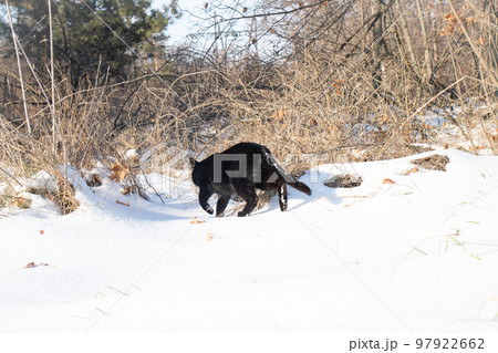 The black cat goes into the woods in winter. Cat and snow, snowy landscape, forest. The black cat goes into the woods in winter. Cat and snow, snowy landscape, forest. 97922662